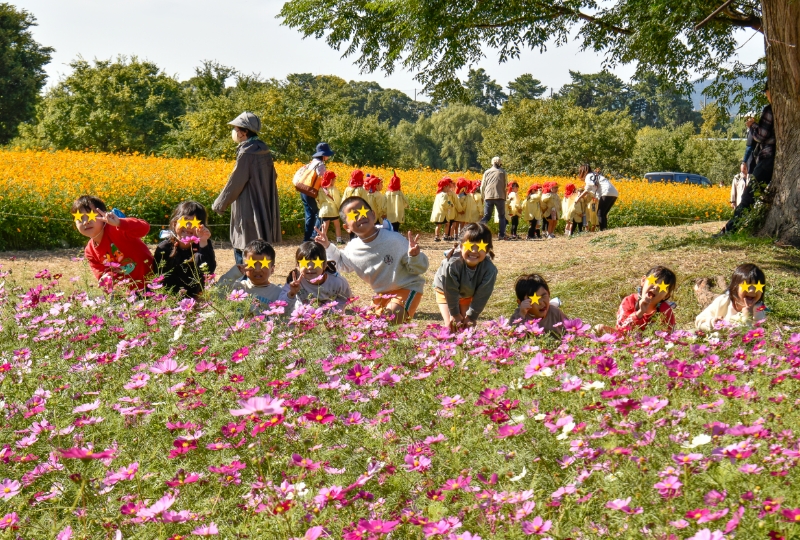 コスモス園見学